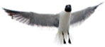 freeandable-logo