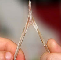 wishbone