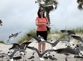 feeding-the-seagulls