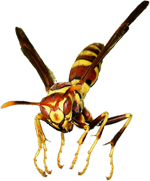 Image of a yellow jacket